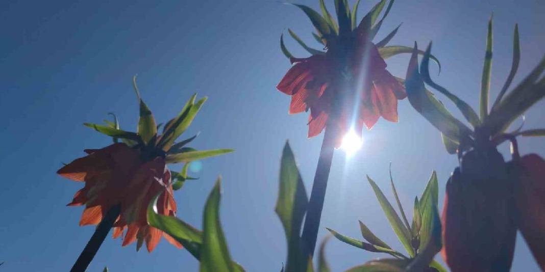 Bahar geldi doğa renklendi: Van ‘Ters laleler’ ile süslendi 4